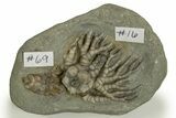 Fossil Crinoid Plate (Two Species) - Crawfordsville, Indiana #310196-2